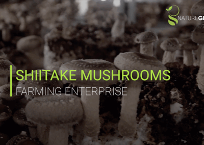 Unternehmensvideo | Shiitake-Pilzproduktion